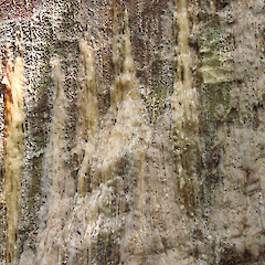 Lesions on a kauri tree caused by dieback disease.<br>Photographer: Biosecurity New Zealand, Licence: Public domain.