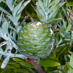 Female cone. In cultivation.<br>Photographer: Jeremy R. Rolfe, Date taken: 21/02/2011, Licence: <a target='_blank' href='https://creativecommons.org/licenses/by/4.0'>CC BY</a>.