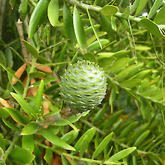 Female cones, Awhitu Peninsula, Auckland region.<br>Photographer: John Sawyer, Licence: <a target='_blank' href='https://creativecommons.org/licenses/by-nc/4.0'>CC BY-NC</a>.