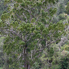 Agathis australis.<br>Photographer: Mike Thorsen, Licence: All rights reserved.