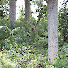 Agathis australis.<br>Photographer: Mike Thorsen, Licence: All rights reserved.