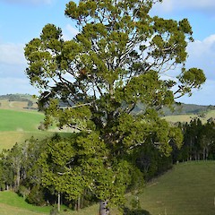 Te Arai, Auckland.<br>Photographer: John Sawyer, Licence: <a target='_blank' href='https://creativecommons.org/licenses/by-nc/4.0'>CC BY-NC</a>.
