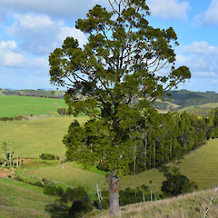 Te Arai, Auckland.<br>Photographer: John Sawyer, Licence: <a target='_blank' href='https://creativecommons.org/licenses/by-nc/4.0'>CC BY-NC</a>.