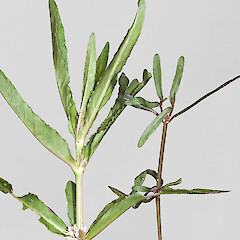 Alternanthera denticulata (left), A. nahui (right). Lake Waiporohita, Karikari Peninsula.<br>Photographer: Jeremy R. Rolfe, Date taken: 21/02/2011, Licence: <a target='_blank' href='https://creativecommons.org/licenses/by/4.0'>CC BY</a>. <a class='member-message' href='/nzpcn/why-join-nzpcn/' target='_blank'>Members can view a larger version of this image.</a>