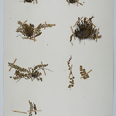 Asplenium trichomanes subsp. quadrivalens