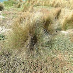 Whangapoua harbour.<br>Photographer: John Smith-Dodsworth, Licence: <a target='_blank' href='https://creativecommons.org/licenses/by-nc/4.0'>CC BY-NC</a>.