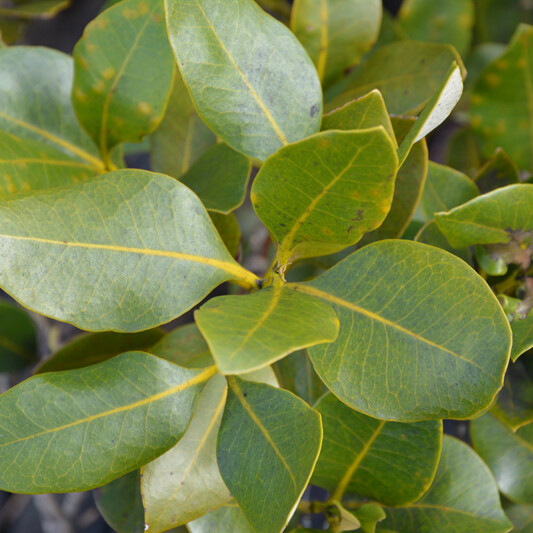 Avicennia marina subsp. australasica