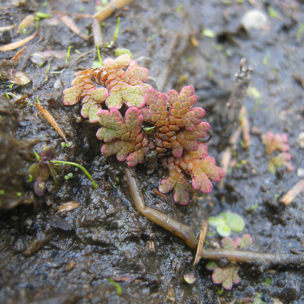 Azolla rubra