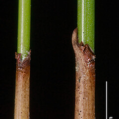 Sickle-shaped tip of bract. Waikumete, Auckland.<br>Photographer: Jeremy R. Rolfe, Date taken: 22/10/2007, Licence: <a target='_blank' href='https://creativecommons.org/licenses/by/4.0'>CC BY</a>. <a class='member-message' href='/nzpcn/why-join-nzpcn/' target='_blank'>Members can view a larger version of this image.</a>