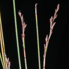 Spikelets. Waikumete, Auckland.<br>Photographer: Jeremy R. Rolfe, Date taken: 22/10/2007, Licence: <a target='_blank' href='https://creativecommons.org/licenses/by/4.0'>CC BY</a>. <a class='member-message' href='/nzpcn/why-join-nzpcn/' target='_blank'>Members can view a larger version of this image.</a>
