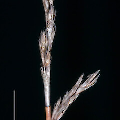 Old spikelet. Waikumete, Auckland.<br>Photographer: Jeremy R. Rolfe, Date taken: 22/10/2007, Licence: <a target='_blank' href='https://creativecommons.org/licenses/by/4.0'>CC BY</a>. <a class='member-message' href='/nzpcn/why-join-nzpcn/' target='_blank'>Members can view a larger version of this image.</a>