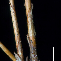 Culm bases. Waikumete, Auckland.<br>Photographer: Jeremy R. Rolfe, Date taken: 22/10/2007, Licence: <a target='_blank' href='https://creativecommons.org/licenses/by/4.0'>CC BY</a>. <a class='member-message' href='/nzpcn/why-join-nzpcn/' target='_blank'>Members can view a larger version of this image.</a>