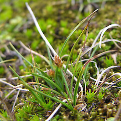 Carex pyrenaica var. cephalotes
