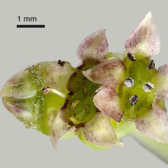 Inflorescence of three flowers. Stokes Valley, Lower Hutt.<br>Photographer: Jeremy R. Rolfe, Date taken: 30/03/2013, Licence: <a target='_blank' href='https://creativecommons.org/licenses/by/4.0'>CC BY</a>.