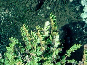 Cheilanthes distans • New Zealand Plant Conservation Network