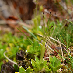 Auckland Island.<br>Photographer: Jane Gosden, Licence: <a target='_blank' href='https://creativecommons.org/licenses/by-nc-sa/4.0'>CC BY-NC-SA</a>. <a class='member-message' href='/nzpcn/why-join-nzpcn/' target='_blank'>Members can view a larger version of this image.</a>