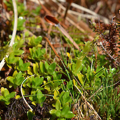 Auckland Island.<br>Photographer: Jane Gosden, Licence: <a target='_blank' href='https://creativecommons.org/licenses/by-nc-sa/4.0'>CC BY-NC-SA</a>. <a class='member-message' href='/nzpcn/why-join-nzpcn/' target='_blank'>Members can view a larger version of this image.</a>