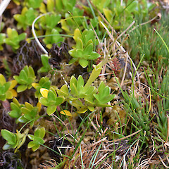 Auckland Island.<br>Photographer: Jane Gosden, Licence: <a target='_blank' href='https://creativecommons.org/licenses/by-nc-sa/4.0'>CC BY-NC-SA</a>. <a class='member-message' href='/nzpcn/why-join-nzpcn/' target='_blank'>Members can view a larger version of this image.</a>