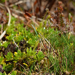 Auckland Island.<br>Photographer: Jane Gosden, Licence: <a target='_blank' href='https://creativecommons.org/licenses/by-nc-sa/4.0'>CC BY-NC-SA</a>. <a class='member-message' href='/nzpcn/why-join-nzpcn/' target='_blank'>Members can view a larger version of this image.</a>