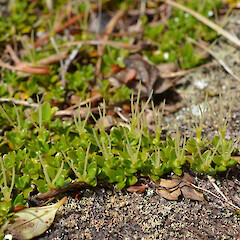 Auckland Island.<br>Photographer: Jane Gosden, Licence: <a target='_blank' href='https://creativecommons.org/licenses/by-nc-sa/4.0'>CC BY-NC-SA</a>. <a class='member-message' href='/nzpcn/why-join-nzpcn/' target='_blank'>Members can view a larger version of this image.</a>