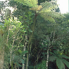 Cyathea cunninghamii.<br>Photographer: John Smith-Dodsworth, Licence: <a target='_blank' href='https://creativecommons.org/licenses/by-nc/4.0'>CC BY-NC</a>.