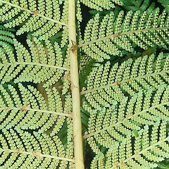 An image of Cyathea cunninghamii.<br>Photographer: John Smith-Dodsworth, Licence: <a target='_blank' href='https://creativecommons.org/licenses/by-nc/4.0'>CC BY-NC</a>.