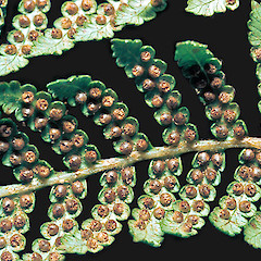 Sori.<br>Photographer: John E. Braggins, Licence: All rights reserved.