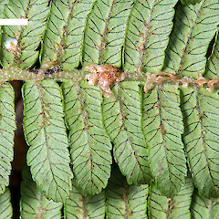 Scales and stellate hairs on abaxial surface of pinna. Chatham Island.<br>Photographer: Jeremy R. Rolfe, Date taken: 01/06/2013, Licence: <a target='_blank' href='https://creativecommons.org/licenses/by/4.0'>CC BY</a>.