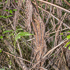 Stipe bases and dense brown scales. Note thicker stipe of mamaku (Cyathea medullaris) frond top right.<br>Photographer: Jeremy R. Rolfe, Date taken: 03/10/2015, Licence: <a target='_blank' href='https://creativecommons.org/licenses/by/4.0'>CC BY</a>.
