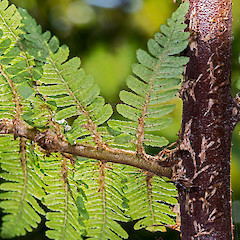 Scales on rachis of frond. Stokes Valley, Lower Hutt.<br>Photographer: Jeremy R. Rolfe, Date taken: 03/10/2015, Licence: <a target='_blank' href='https://creativecommons.org/licenses/by/4.0'>CC BY</a>.