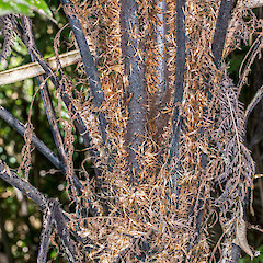 Stipe bases and dense brown scales. Stokes Valley, Lower Hutt.<br>Photographer: Jeremy R. Rolfe, Date taken: 03/10/2015, Licence: <a target='_blank' href='https://creativecommons.org/licenses/by/4.0'>CC BY</a>.