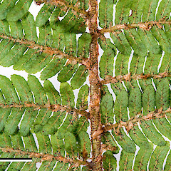 Abaxial surface of frond showing rachis scales. Stokes Valley, Lower Hutt.<br>Photographer: Jeremy R. Rolfe, Date taken: 03/10/2015, Licence: <a target='_blank' href='https://creativecommons.org/licenses/by/4.0'>CC BY</a>.