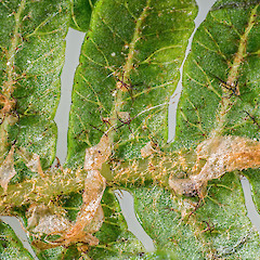 Scales and stellate hairs on abaxial surface of frond. Stokes Valley, Lower Hutt.<br>Photographer: Jeremy R. Rolfe, Date taken: 03/10/2015, Licence: <a target='_blank' href='https://creativecommons.org/licenses/by/4.0'>CC BY</a>.