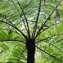 Bushy Park, Whanganui.<br>Photographer: Colin C. Ogle, Date taken: 17/04/2013, Licence: <a target='_blank' href='https://creativecommons.org/licenses/by-nc/4.0'>CC BY-NC</a>.