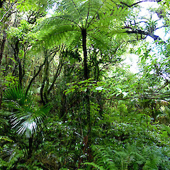 Bushy Park, Whanganui.<br>Photographer: Colin C. Ogle, Date taken: 17/04/2013, Licence: <a target='_blank' href='https://creativecommons.org/licenses/by-nc/4.0'>CC BY-NC</a>.