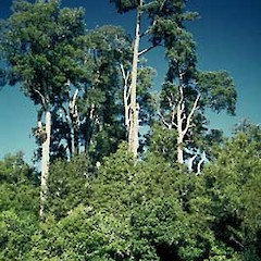 Kahikatea.<br>Photographer: Department of Conservation, Licence: Public domain.
