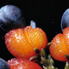 Fruit.<br>Photographer: John E. Braggins, Licence: All rights reserved. <a class='member-message' href='/nzpcn/why-join-nzpcn/' target='_blank'>Members can view a larger version of this image.</a>
