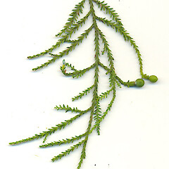 Dacrycarpus dacrydioides.<br>Photographer: Wayne Bennett, Licence: <a target='_blank' href='https://creativecommons.org/licenses/by-nc/4.0'>CC BY-NC</a>. <a class='member-message' href='/nzpcn/why-join-nzpcn/' target='_blank'>Members can view a larger version of this image.</a>