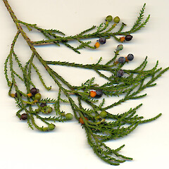 Dacrycarpus dacrydioides.<br>Photographer: Wayne Bennett, Licence: <a target='_blank' href='https://creativecommons.org/licenses/by-nc/4.0'>CC BY-NC</a>. <a class='member-message' href='/nzpcn/why-join-nzpcn/' target='_blank'>Members can view a larger version of this image.</a>