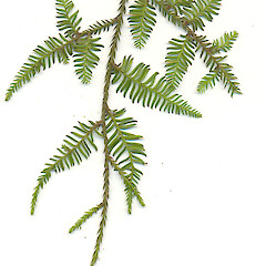 Dacrycarpus dacrydioides.<br>Photographer: Wayne Bennett, Licence: <a target='_blank' href='https://creativecommons.org/licenses/by-nc/4.0'>CC BY-NC</a>. <a class='member-message' href='/nzpcn/why-join-nzpcn/' target='_blank'>Members can view a larger version of this image.</a>