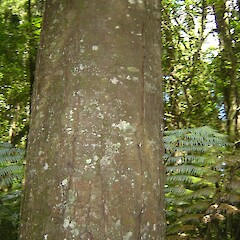 Dacrycarpus dacrydioides.<br>Photographer: Wayne Bennett, Licence: <a target='_blank' href='https://creativecommons.org/licenses/by-nc/4.0'>CC BY-NC</a>. <a class='member-message' href='/nzpcn/why-join-nzpcn/' target='_blank'>Members can view a larger version of this image.</a>