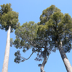 kahikatea - Carter Scenic Reserve, Wairarapa.<br>Photographer: John Sawyer, Date taken: 01/04/2010, Licence: <a target='_blank' href='https://creativecommons.org/licenses/by-nc/4.0'>CC BY-NC</a>. <a class='member-message' href='/nzpcn/why-join-nzpcn/' target='_blank'>Members can view a larger version of this image.</a>
