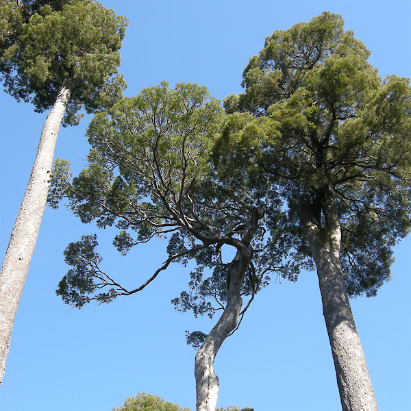 Dacrycarpus dacrydioides