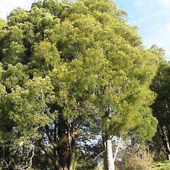Young tree. Taranaki.<br>Photographer: John Barkla, Licence: <a target='_blank' href='https://creativecommons.org/licenses/by/4.0'>CC BY</a>. <a class='member-message' href='/nzpcn/why-join-nzpcn/' target='_blank'>Members can view a larger version of this image.</a>