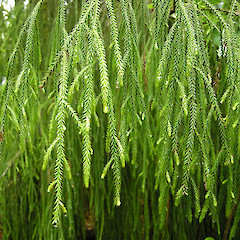 Pihanga, Tongariro National Park.<br>Photographer: John Sawyer, Date taken: 01/02/2010, Licence: <a target='_blank' href='https://creativecommons.org/licenses/by-nc/4.0'>CC BY-NC</a>.