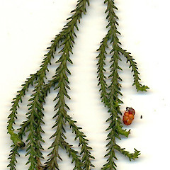 Dacrydium cupressinum.<br>Photographer: Wayne Bennett, Licence: <a target='_blank' href='https://creativecommons.org/licenses/by-nc/4.0'>CC BY-NC</a>.