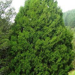 Dacrydium cupressinum.<br>Photographer: Wayne Bennett, Licence: <a target='_blank' href='https://creativecommons.org/licenses/by-nc/4.0'>CC BY-NC</a>.
