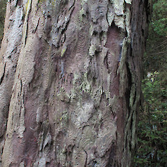 Bark. Dunedin.<br>Photographer: John Barkla, Licence: <a target='_blank' href='https://creativecommons.org/licenses/by/4.0'>CC BY</a>.