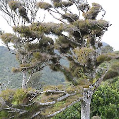 Mt Karioi, near Raglan.<br>Photographer: John Sawyer, Date taken: 01/07/2013, Licence: <a target='_blank' href='https://creativecommons.org/licenses/by-nc/4.0'>CC BY-NC</a>.