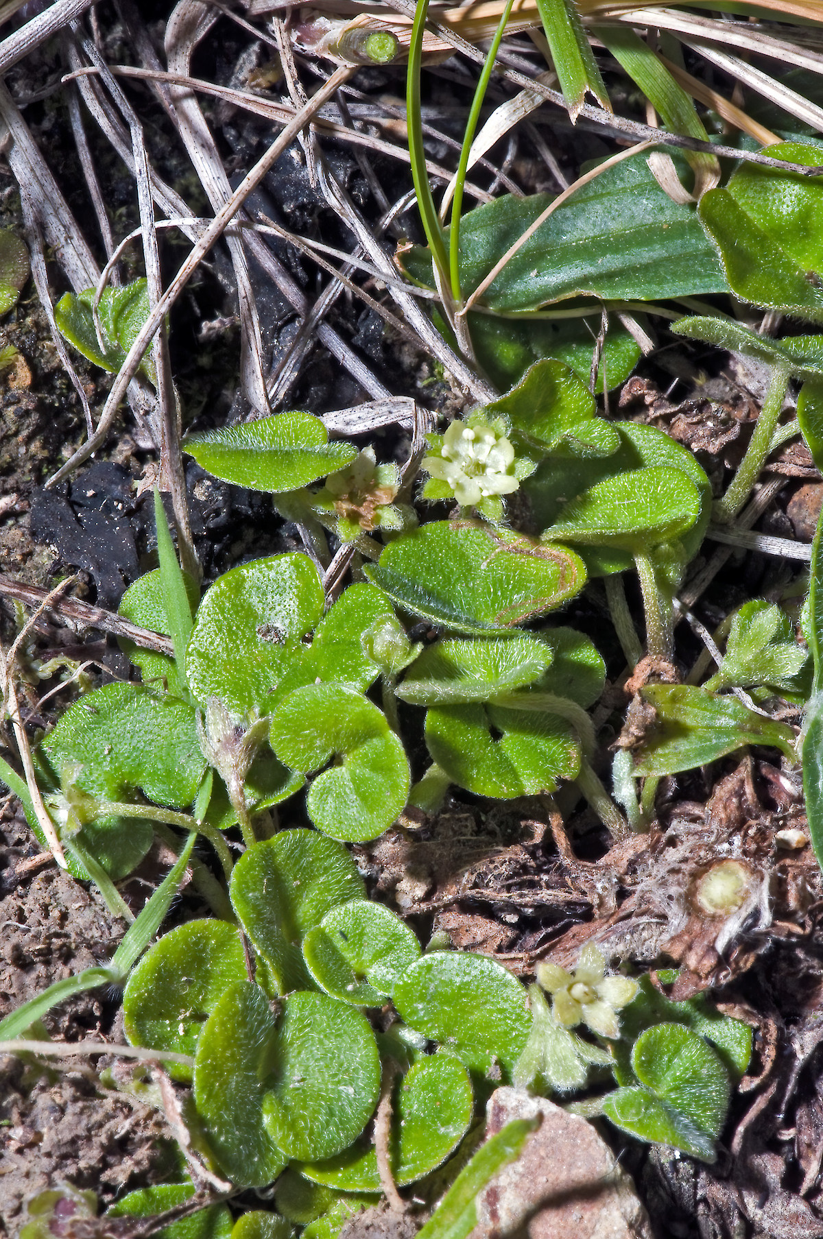 Dichondra repens  New Zealand Plant Conservation Network